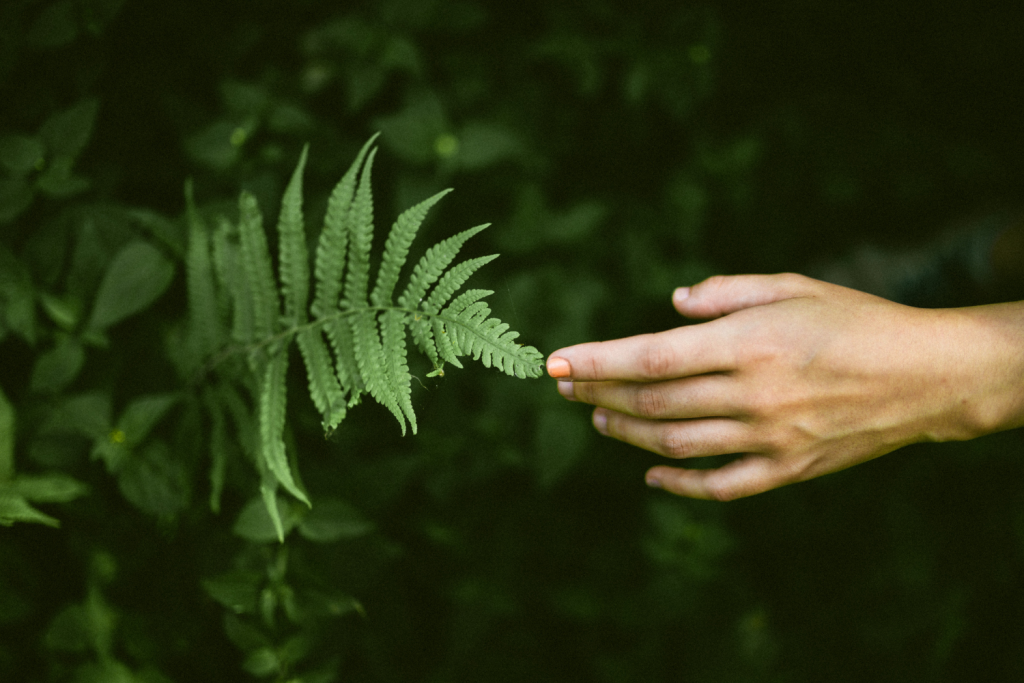 Person touching fern leaf
